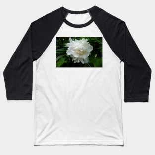 Winter Park Garden Study 3 Baseball T-Shirt